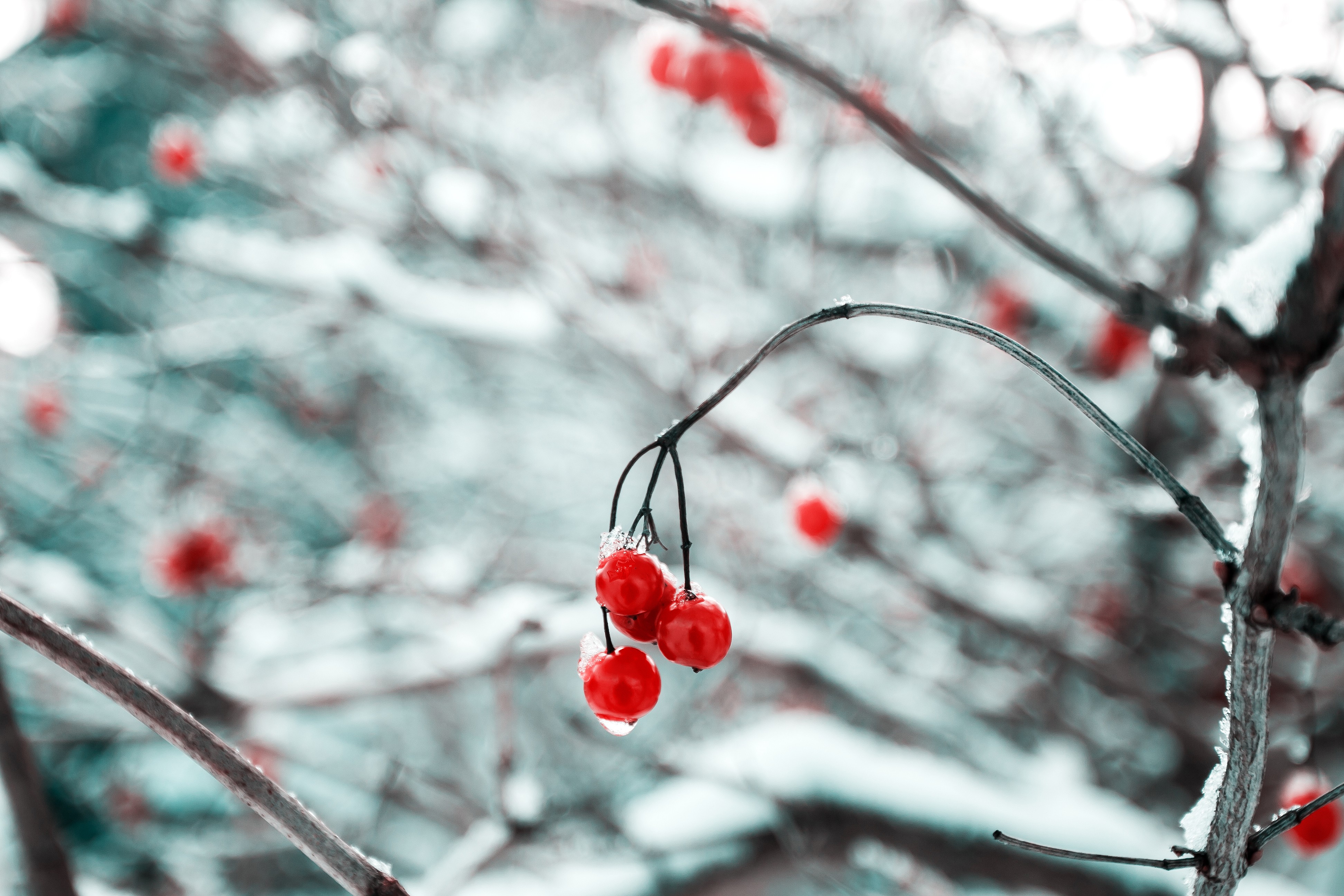 cherries, Branch, Snow, Ice, Nature Wallpaper
