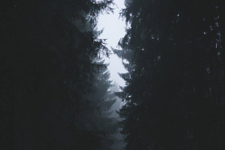 trees, Nature, Mist, Morning HD Wallpaper Desktop Background