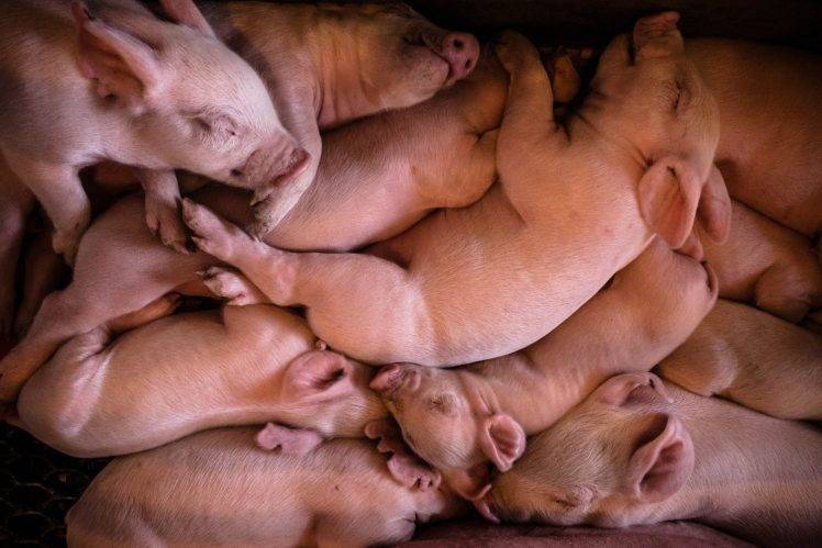 animals, Pigs HD Wallpaper Desktop Background