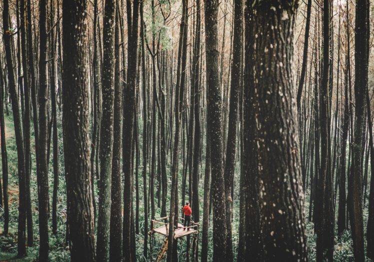 nature, Trees, Forest HD Wallpaper Desktop Background