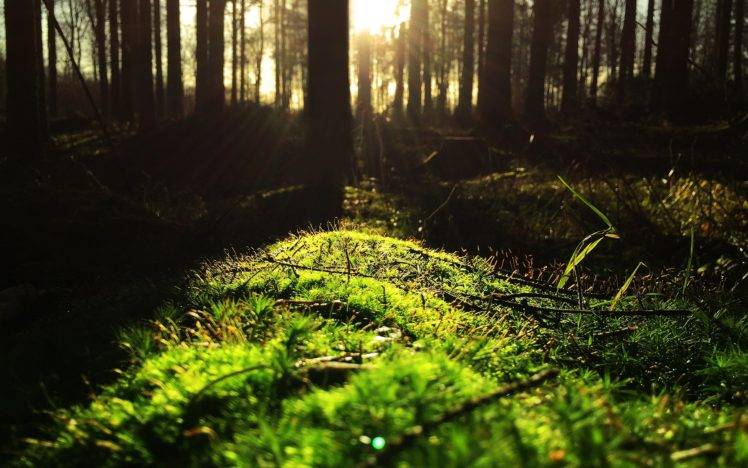 forest, Nature, Green, Sun HD Wallpaper Desktop Background