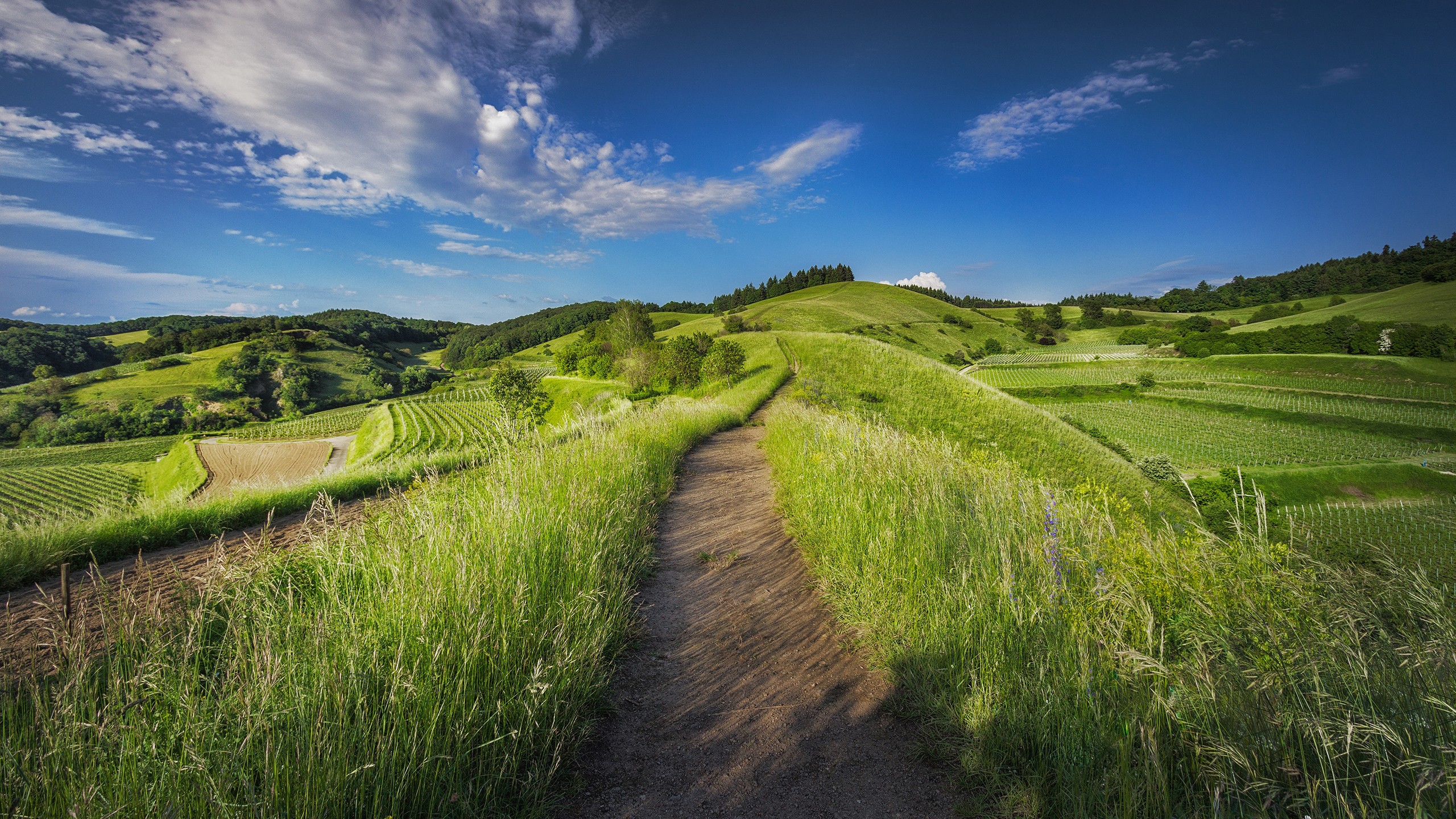 hills, Path, Vineyard, Clouds Wallpaper