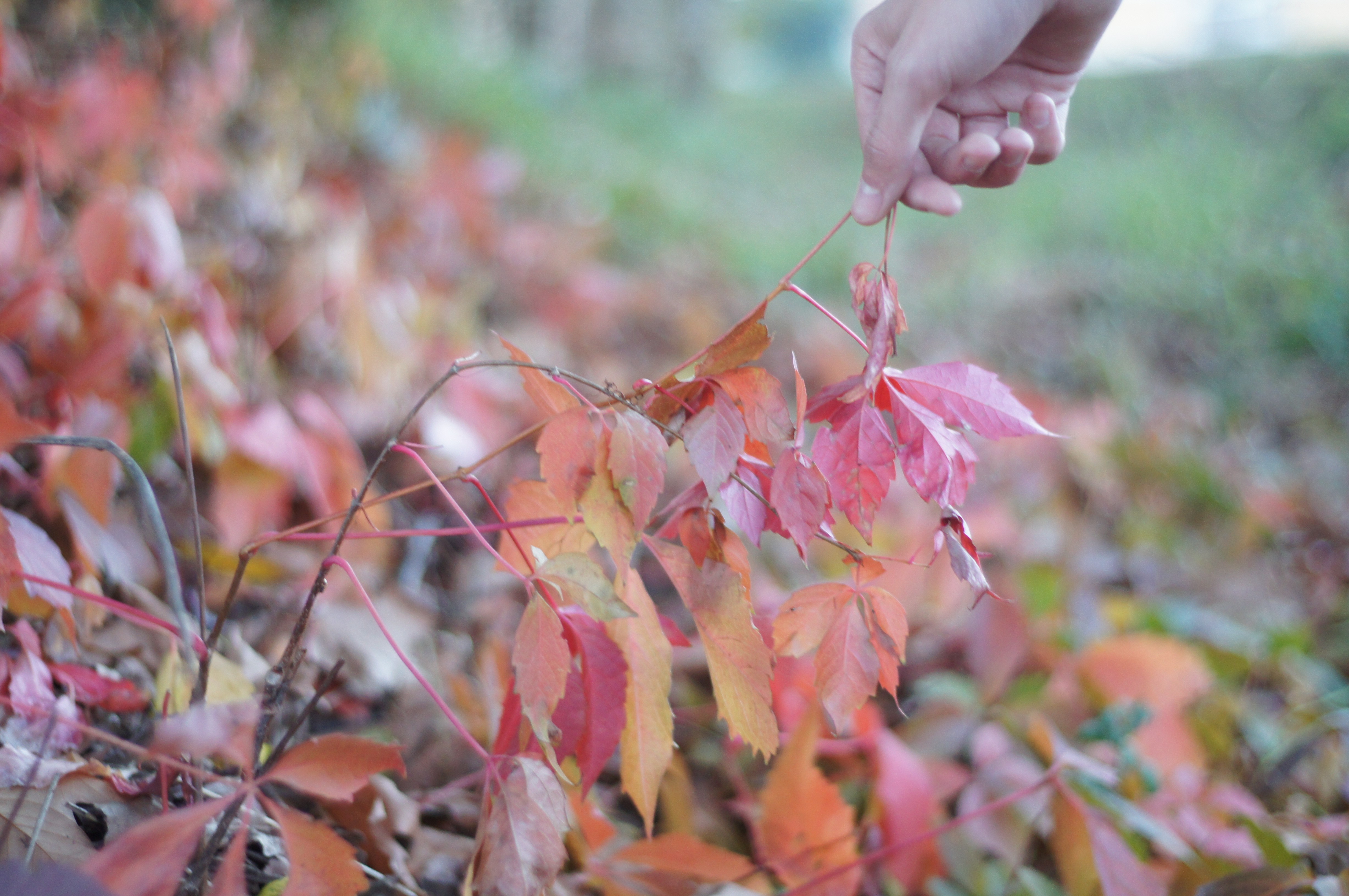 landscape, Leaves Wallpaper