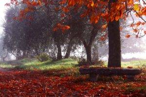 nature, Photography, Landscape, Park, Fall, Trees, Leaves, Bench, Morning, Mist, Sunlight