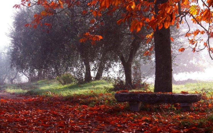 nature, Photography, Landscape, Park, Fall, Trees, Leaves, Bench, Morning, Mist, Sunlight HD Wallpaper Desktop Background