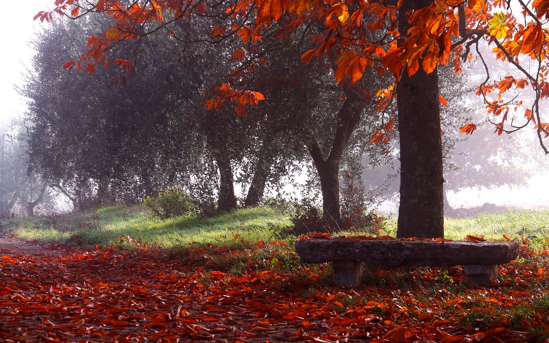 nature, Photography, Landscape, Park, Fall, Trees, Leaves, Bench, Morning, Mist, Sunlight Wallpaper
