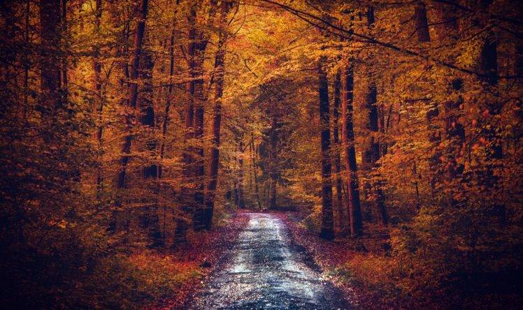 pathway, Forest, Fall, Nature HD Wallpaper Desktop Background