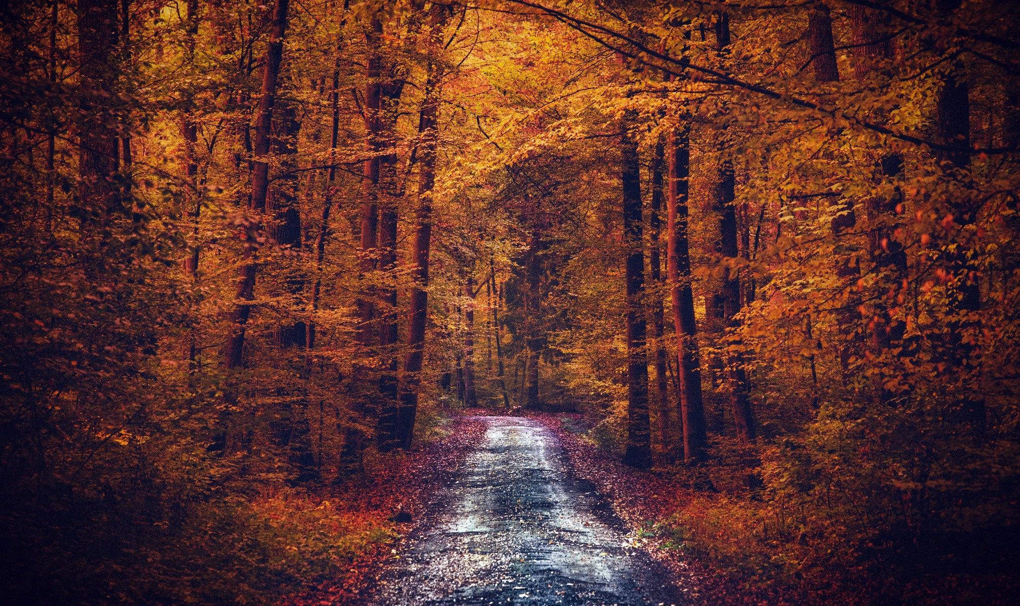 pathway, Forest, Fall, Nature Wallpaper