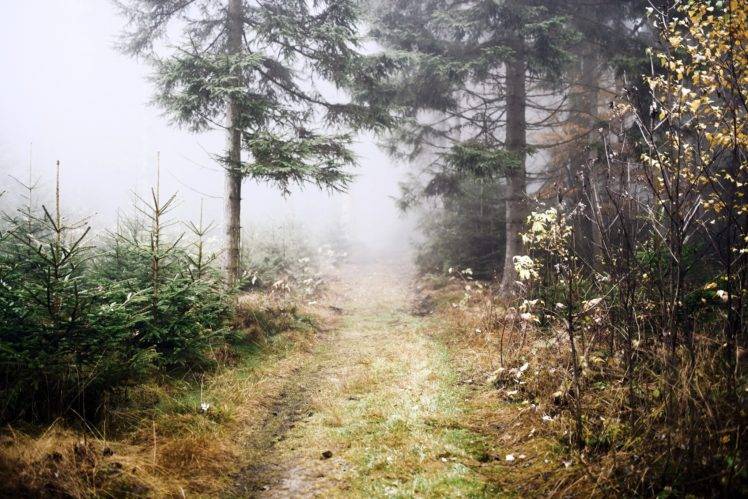 outdoors, Nature, Pathway, Trees, Mist HD Wallpaper Desktop Background