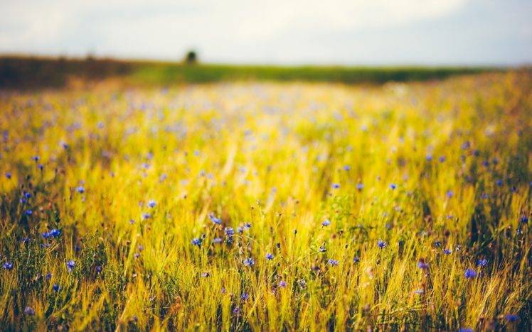 landscape, Field, Flowers, Plants, Bokeh HD Wallpaper Desktop Background