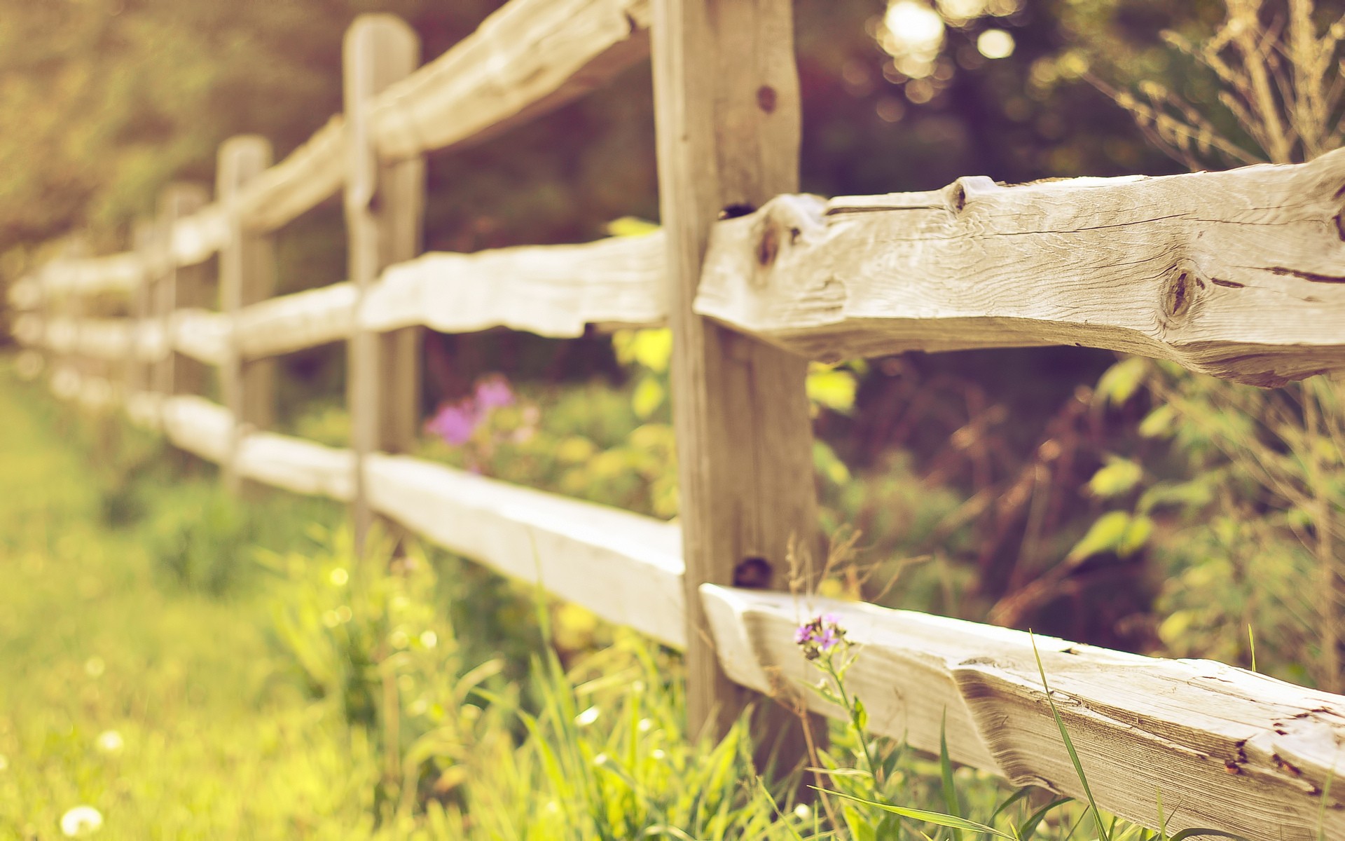 fence, Grass, Plants, Wood Wallpaper