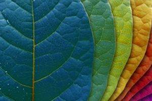 leaves, Macro, Colorful, Plants
