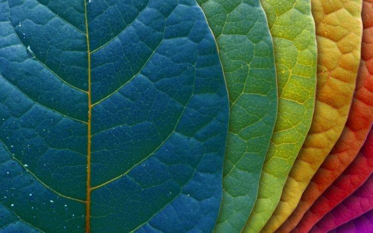 leaves, Macro, Colorful, Plants HD Wallpaper Desktop Background