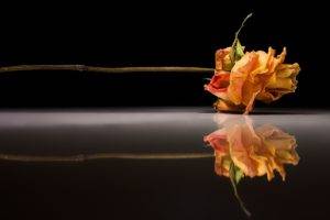 rose, Photography, Flowers, Reflection