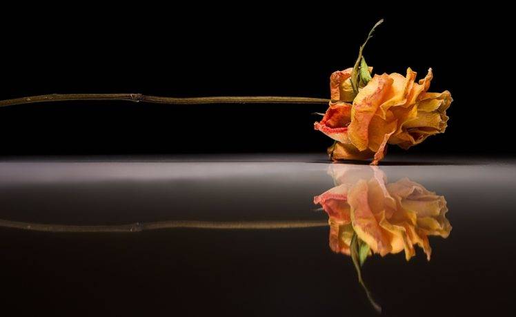 rose, Photography, Flowers, Reflection HD Wallpaper Desktop Background