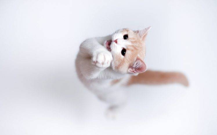 animals, Cat HD Wallpaper Desktop Background