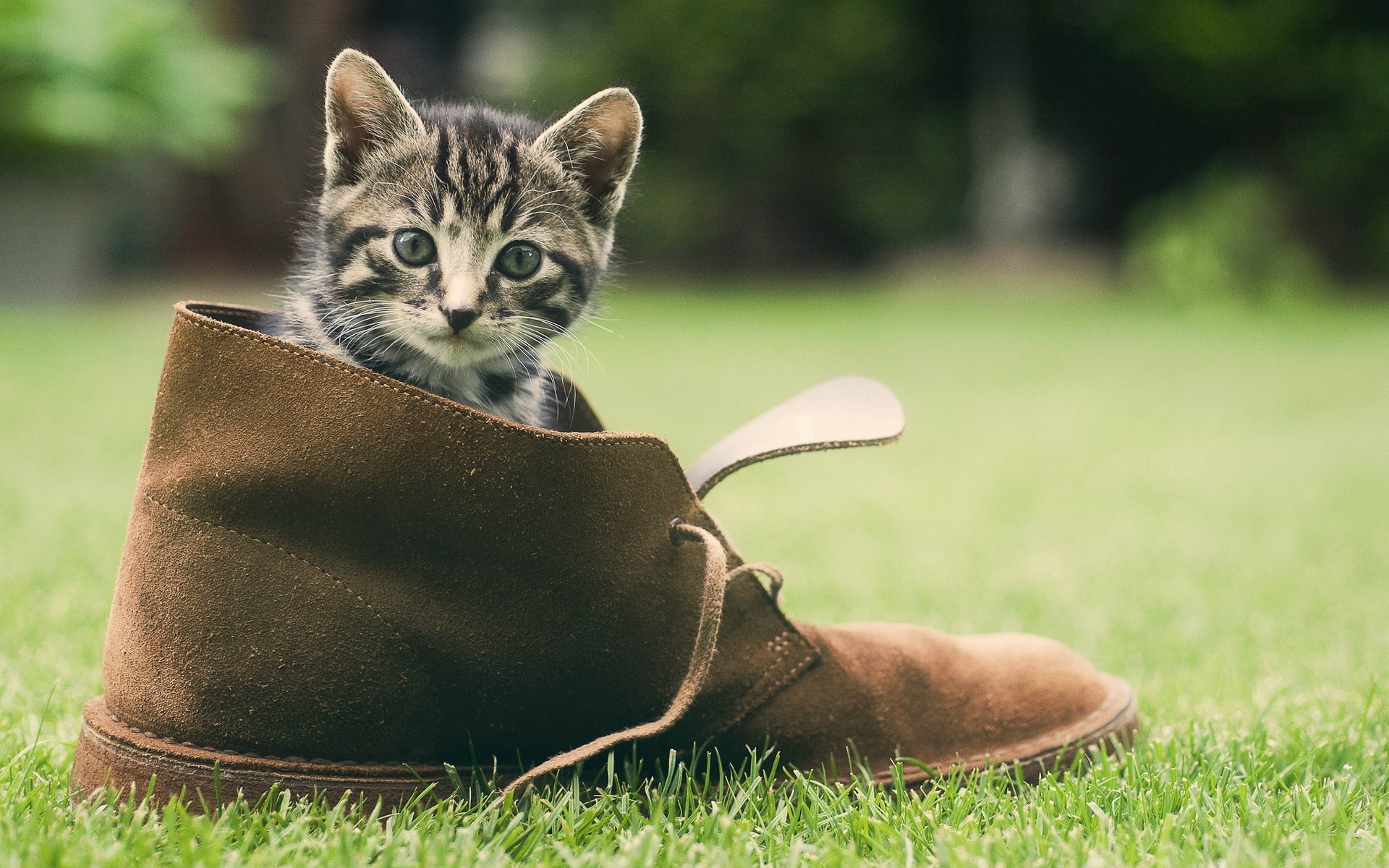 animals, Cat Wallpaper