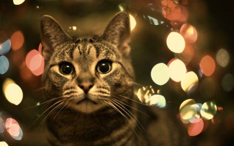 animals, Cat, Bokeh HD Wallpaper Desktop Background