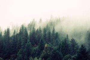 landscape, Mist, Pine trees