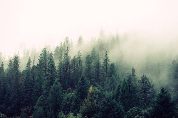 landscape, Mist, Pine trees HD Wallpaper Desktop Background