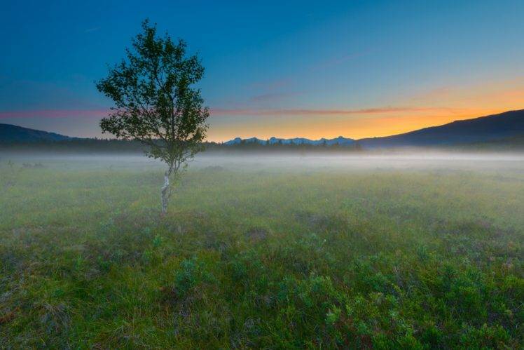 landscape, Trees, Mist, Field HD Wallpaper Desktop Background