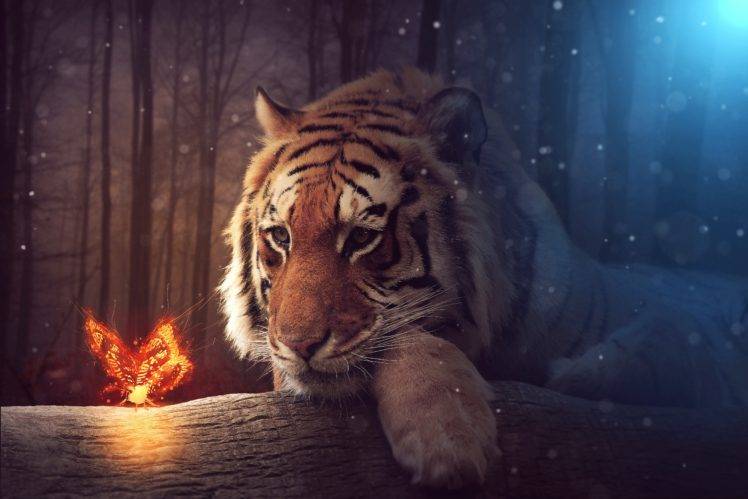 animals, Tiger, Butterfly, Nature HD Wallpaper Desktop Background