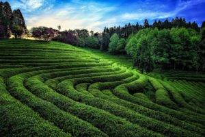 nature, Photography, Landscape, Green, Tea, Field, Trees, Sunlight, Hills, South Korea