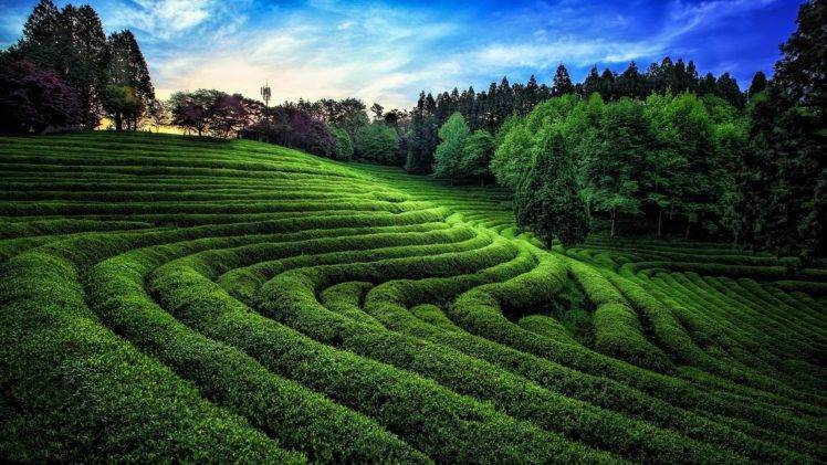 nature, Photography, Landscape, Green, Tea, Field, Trees, Sunlight, Hills, South Korea HD Wallpaper Desktop Background