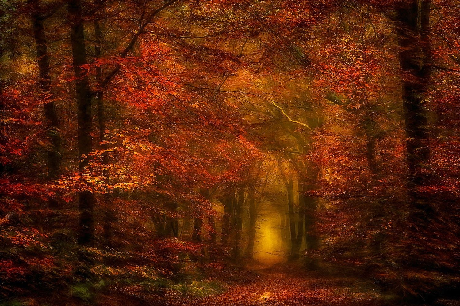 nature, Photography, Landscape, Forest, Fall, Path, Mist, Amber, Leaves, Natural light, Tunnel, Trees Wallpaper