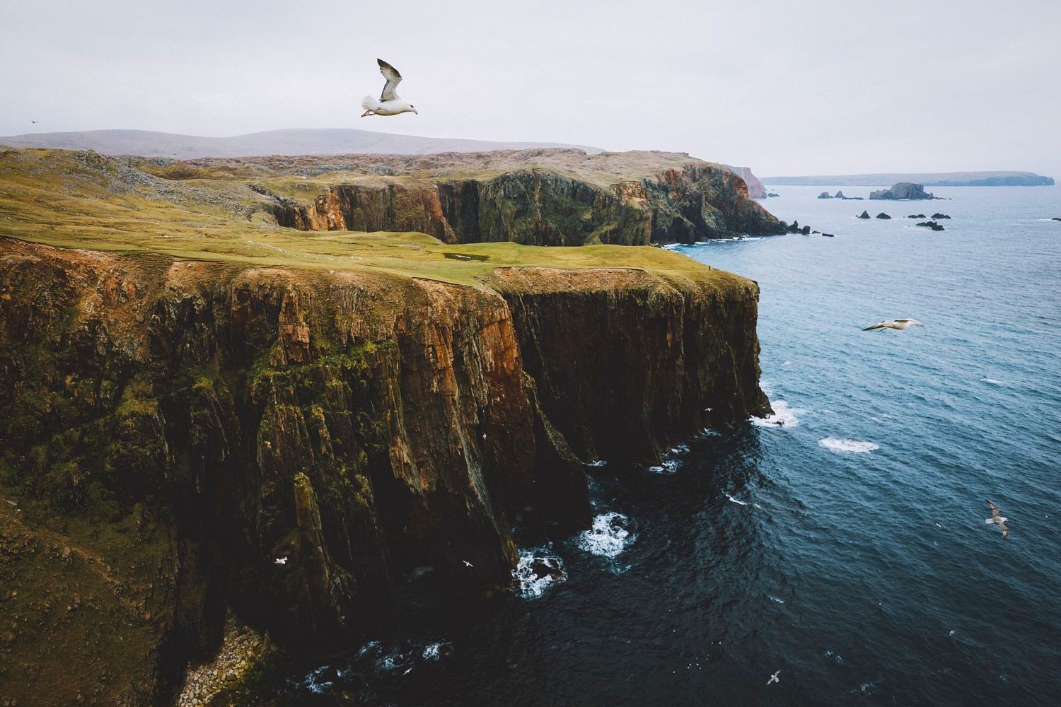 nature, Landscape, Photography, Cliff, Seagulls, Flying, Coast, Sea, Rocks, Scotland Wallpaper