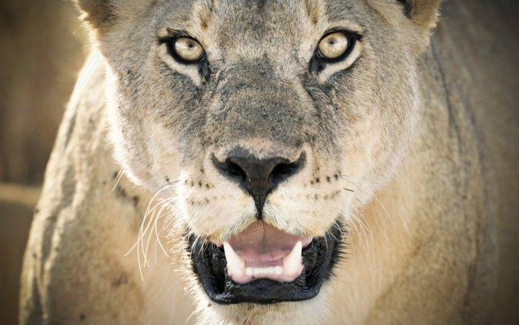 animals, Big cats, Lion HD Wallpaper Desktop Background