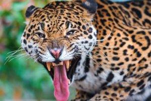 animals, Big cats, Jaguars