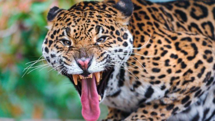 animals, Big cats, Jaguars HD Wallpaper Desktop Background