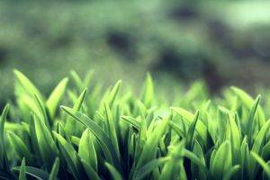 macro, Nature, Grass