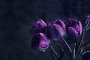 flowers, Velvet, Tulips