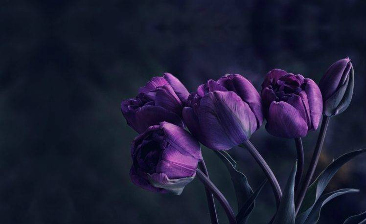 flowers, Velvet, Tulips HD Wallpaper Desktop Background