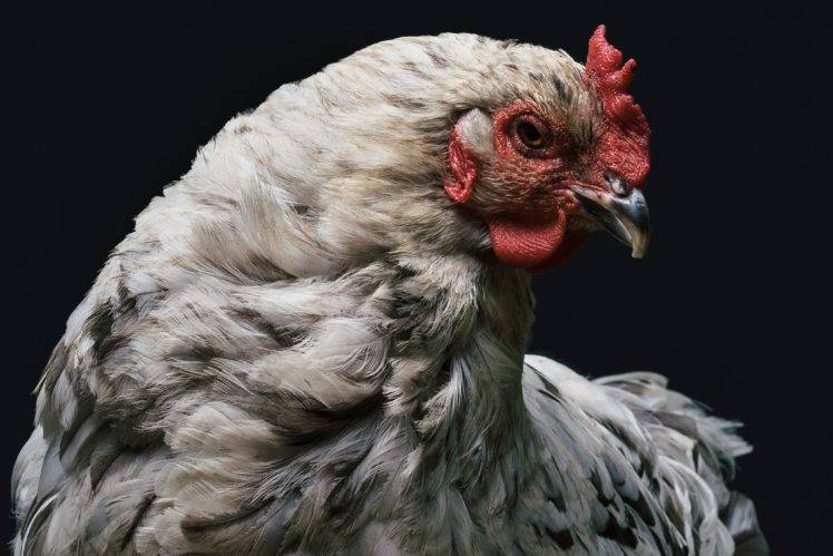 photography, Chicken, Birds, Animals, Closeup HD Wallpaper Desktop Background
