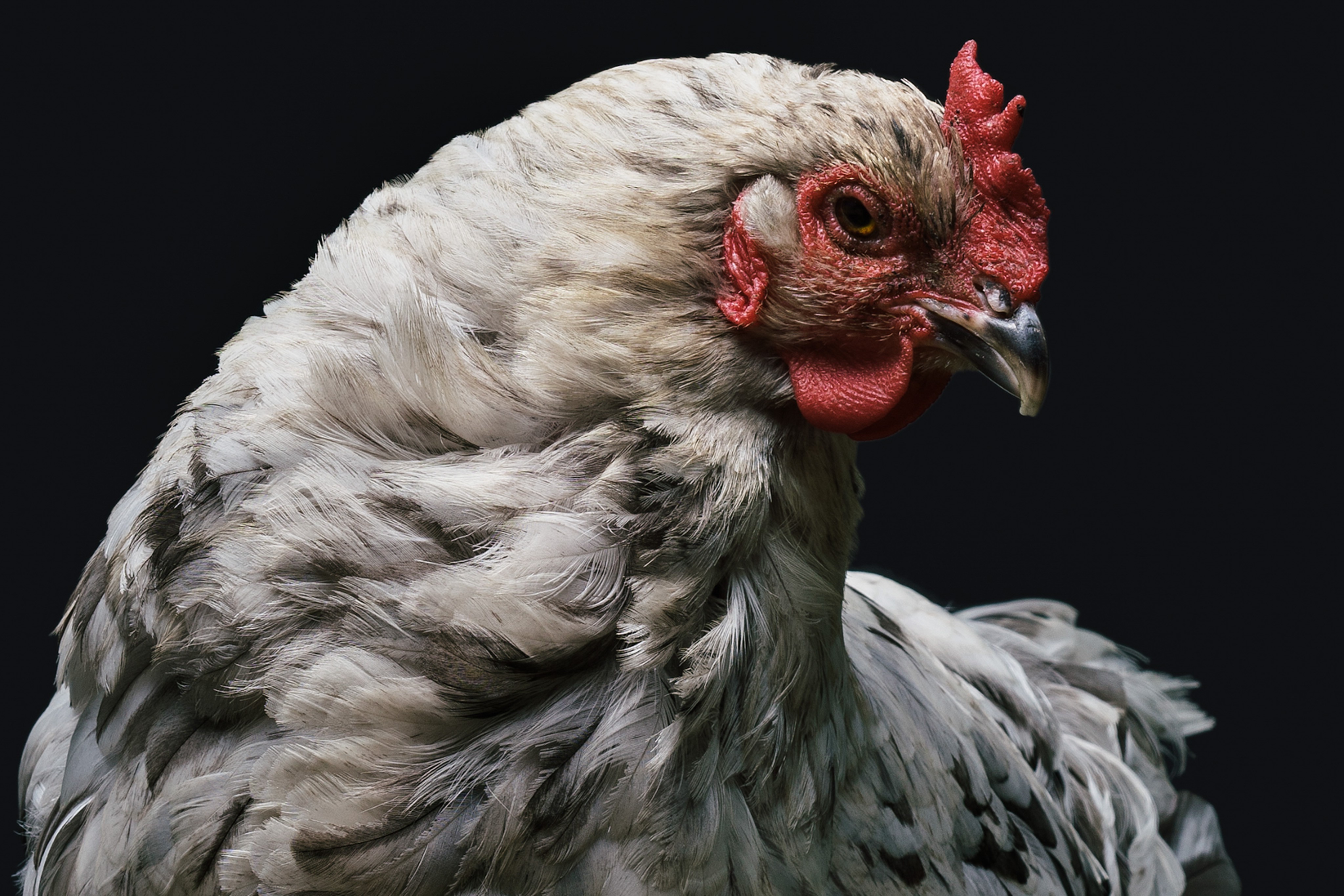 photography, Chicken, Birds, Animals, Closeup Wallpaper