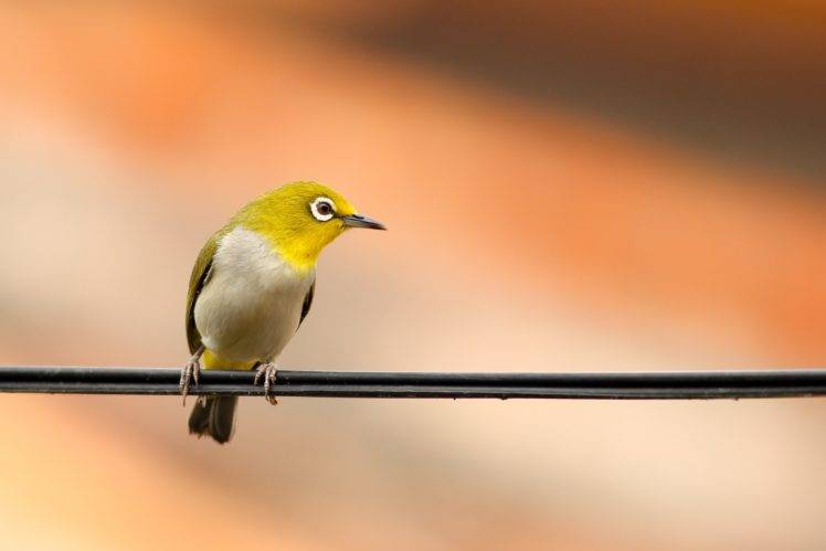photography, Birds, Animals HD Wallpaper Desktop Background