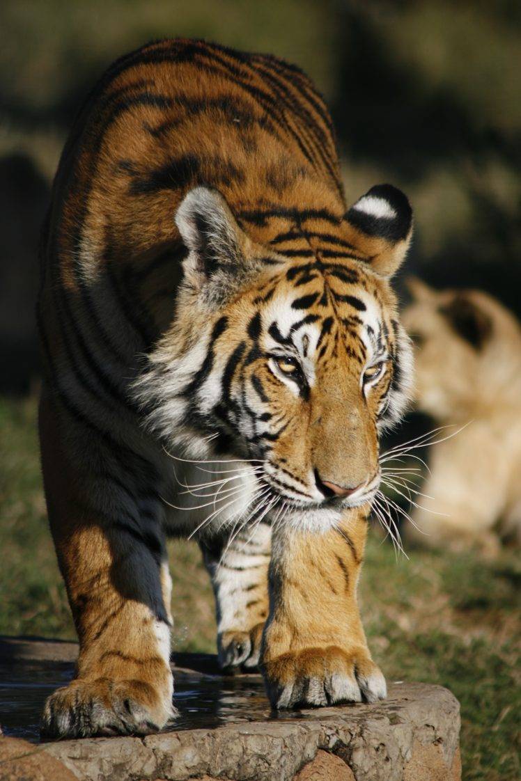 animals, Big cats, Tiger HD Wallpaper Desktop Background