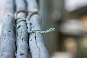 photography, Closeup, Depth of field, Animals, Snake, Wood, Branch