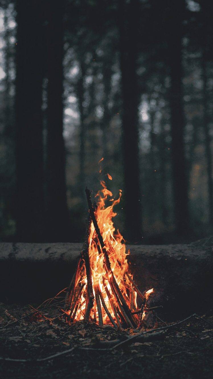 nature, Landscape, Portrait display, Wood, Fire, Branch, Trees, Forest,  Burning, Campfire, Leaves, Dark, Depth of field Wallpapers HD / Desktop and  Mobile Backgrounds