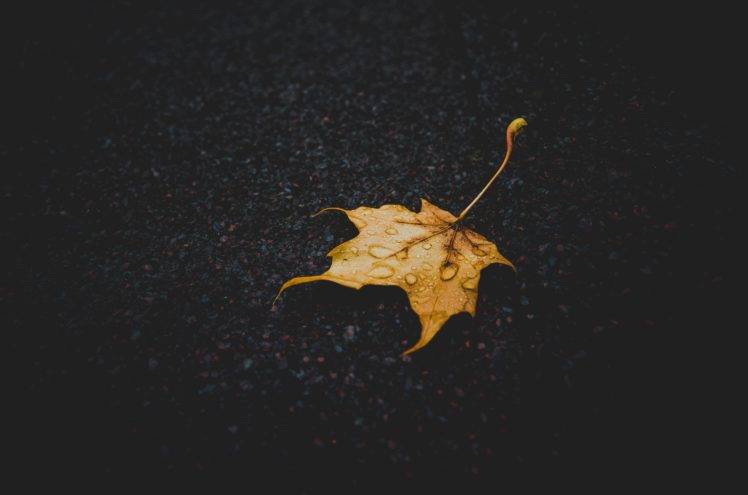 leaves, Water drops, Nature HD Wallpaper Desktop Background