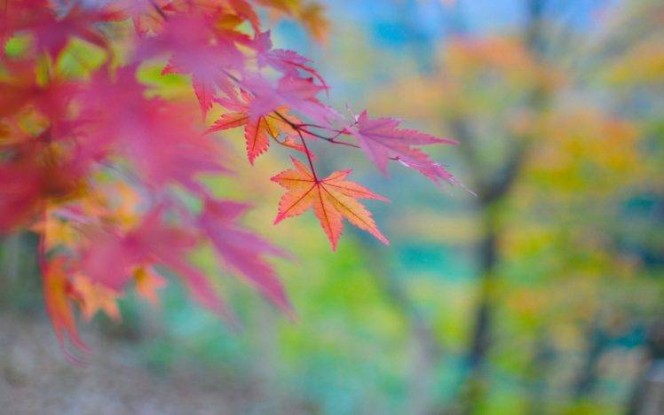 macro, Nature, Leaves HD Wallpaper Desktop Background