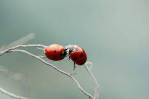 macro, Nature, Ladybugs