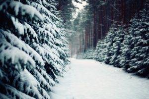 landscape, Nature, Winter, Snow, Forest