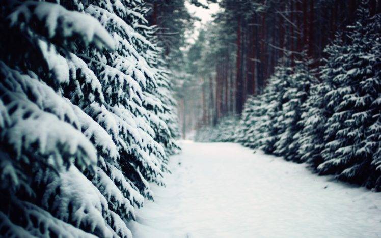 landscape, Nature, Winter, Snow, Forest HD Wallpaper Desktop Background