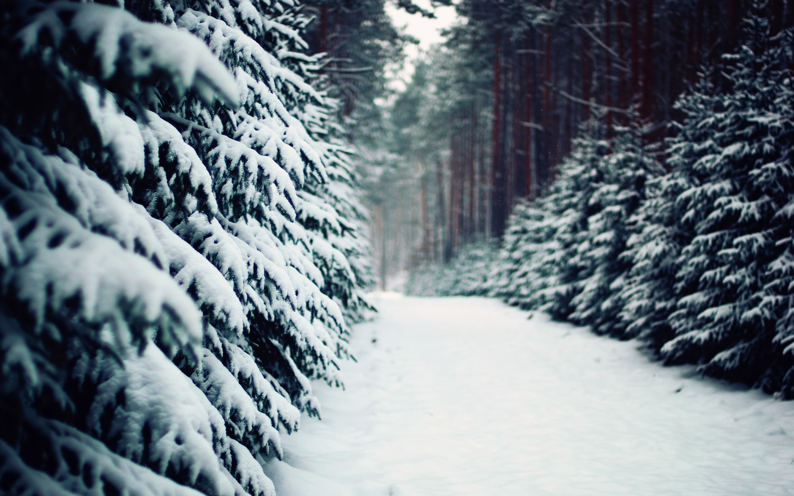 landscape, Nature, Winter, Snow, Forest Wallpaper