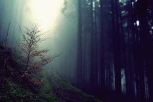 forest, Mist, Trees, Nature