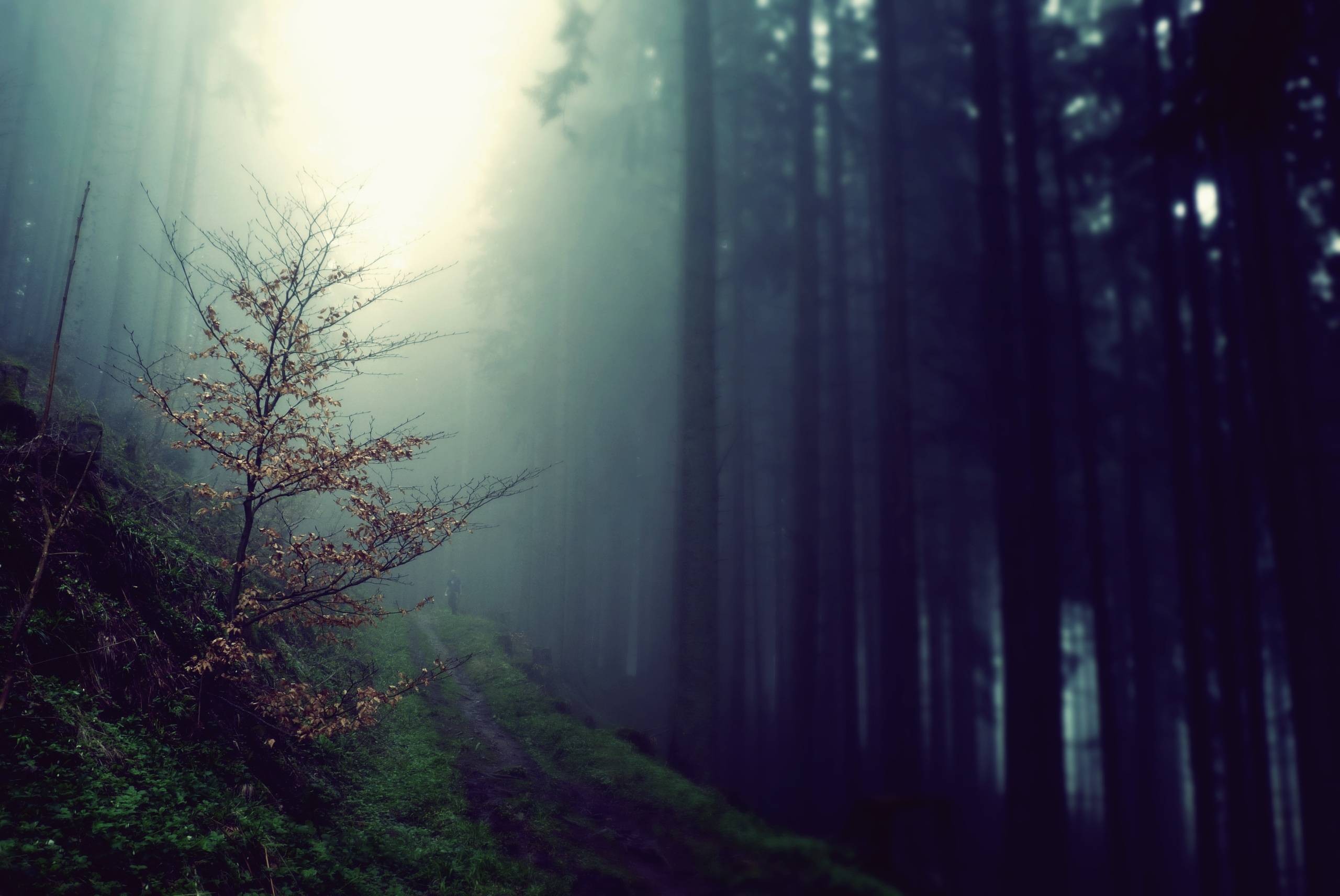 forest, Mist, Trees, Nature Wallpaper